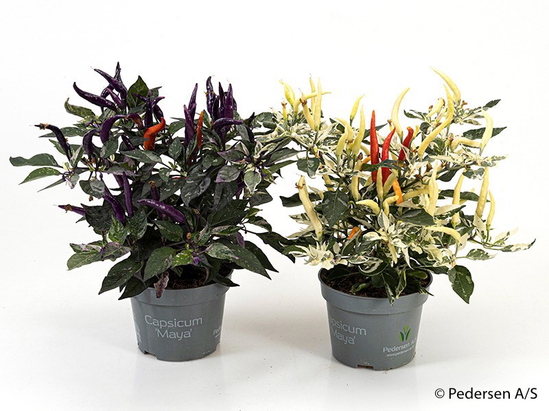 CAPSICUM ANNUUM PRYDPLANTE 'MAYA UCHU MIX', D 11 cm