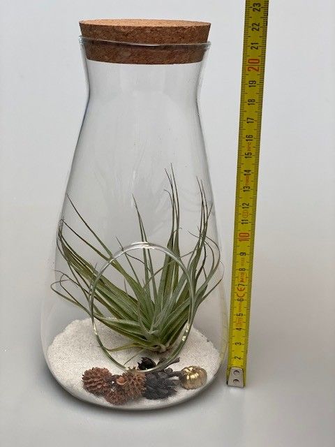 kurkvaas + airplant/tillandsia, D 12