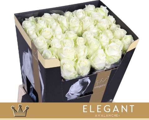 Роза од. Аваланш+ 70, шт.