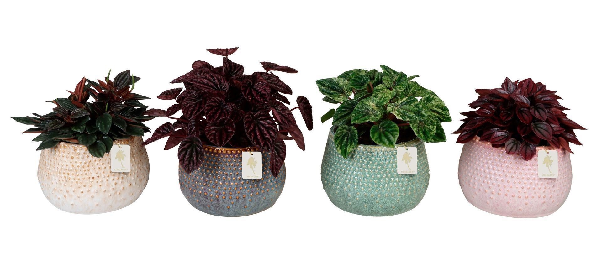 L 67208 with Peperomia Mix 12 cm, D 12