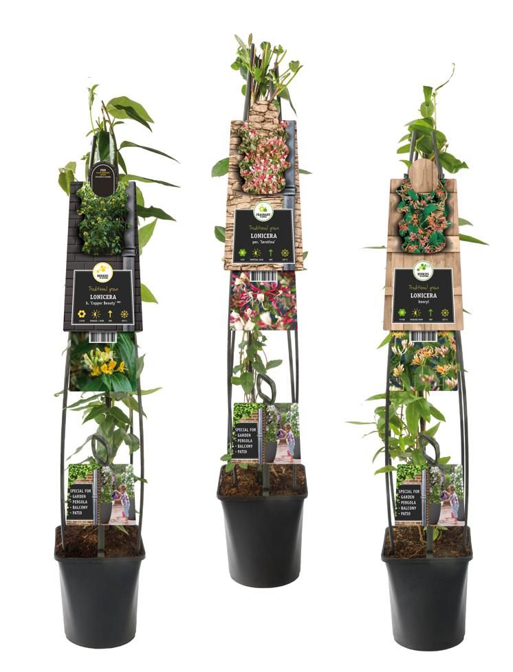 Mixshelf Lonicera +3.0 label, D 23