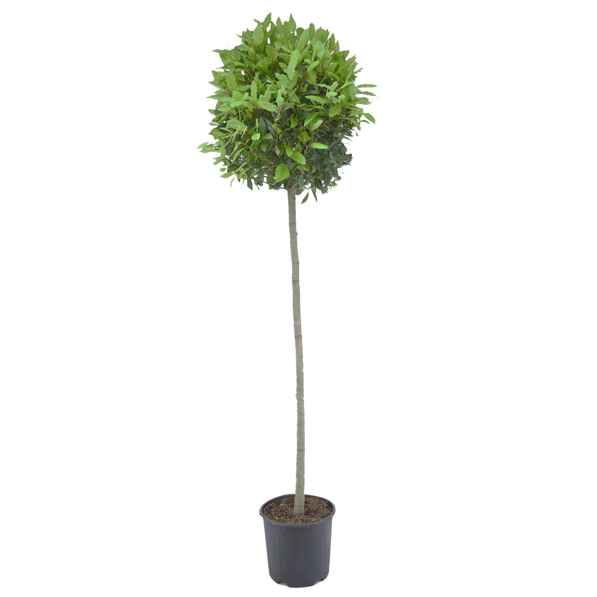 Laurus nobilis Bol op stam, D 30 cm