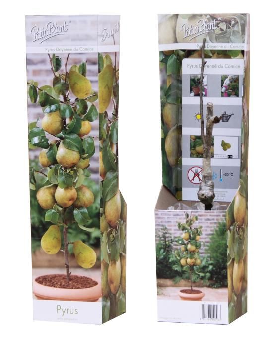 Pyrus Doyenné du Comice, D 9