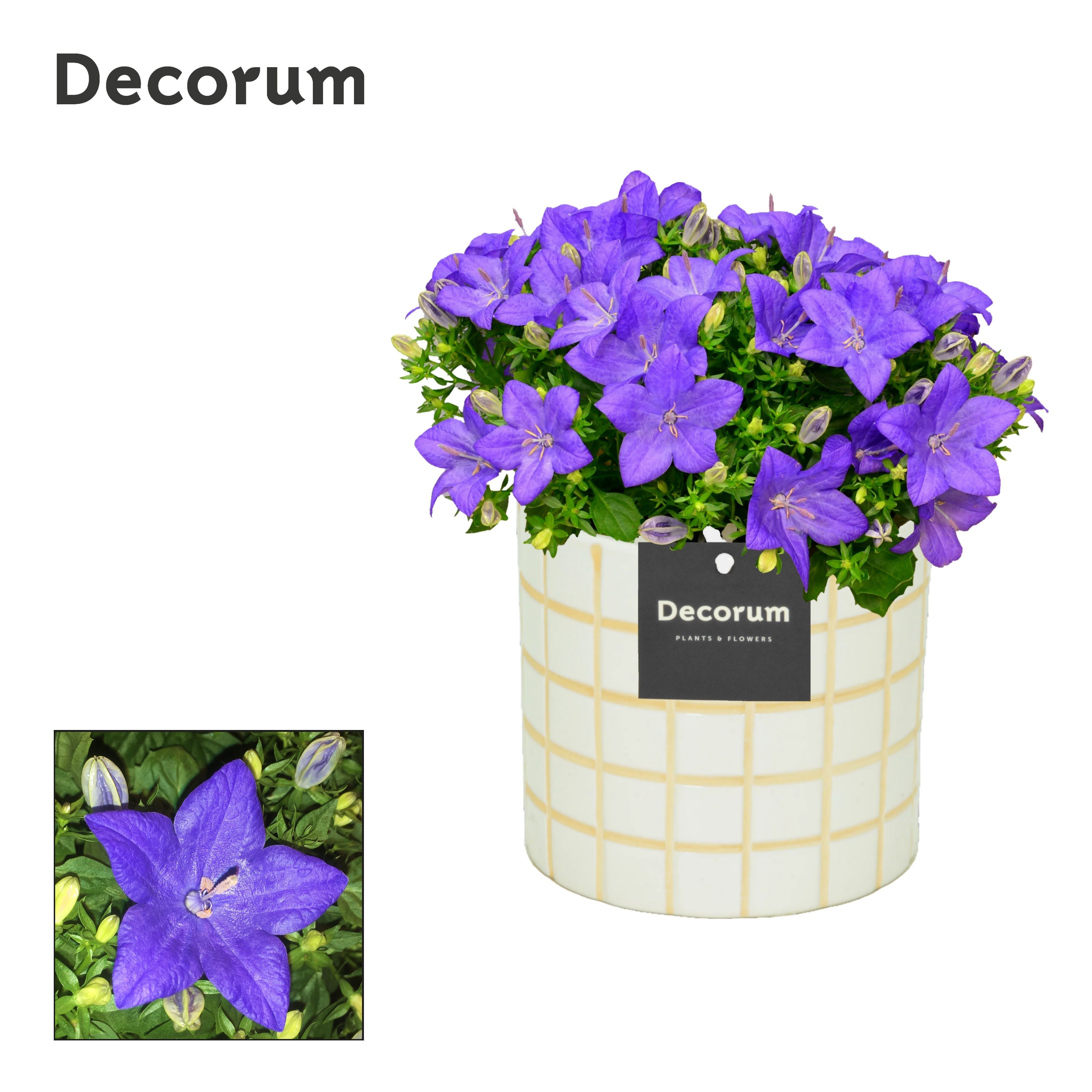 Campanula Napoli 'Tirza' Decorum, D 14