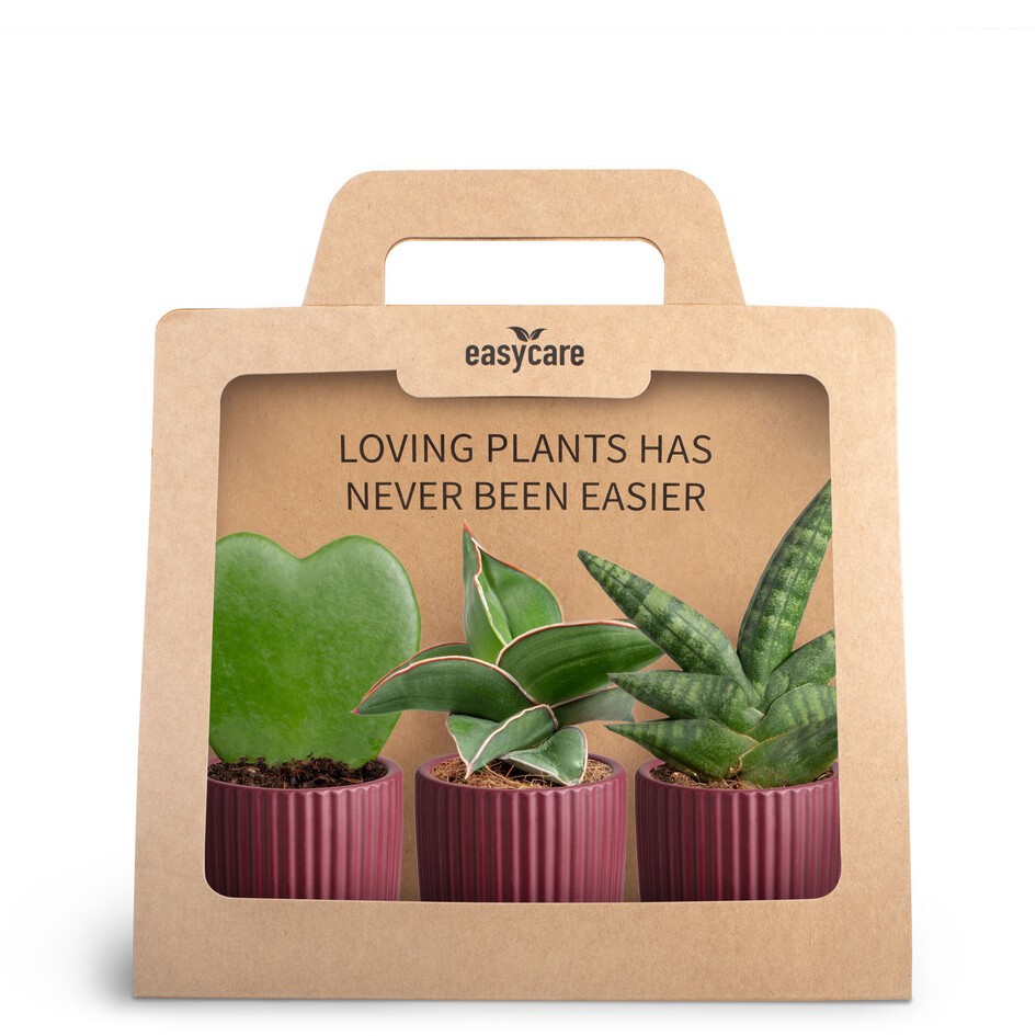 GREEN PLANTS MIX 30690135 3-Pack Nordic Aubergi, D 7 cm