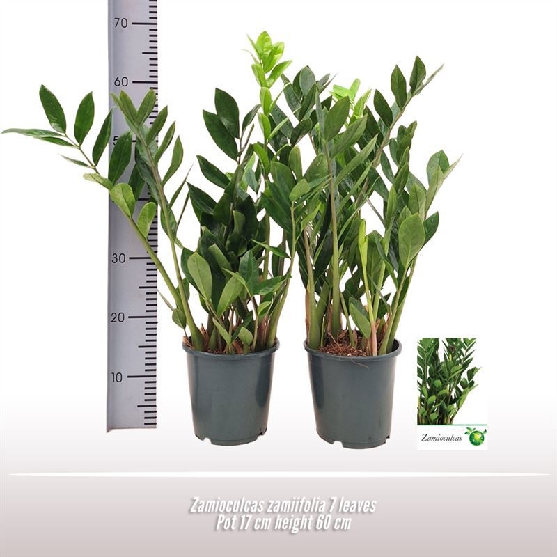 Zamioculcas zamiifolia, D 17
