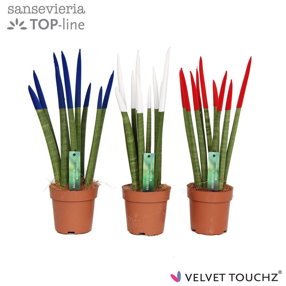 Sansevieria VELVET TOUCHZ® Frankrijk/Nederland, D 12 cm