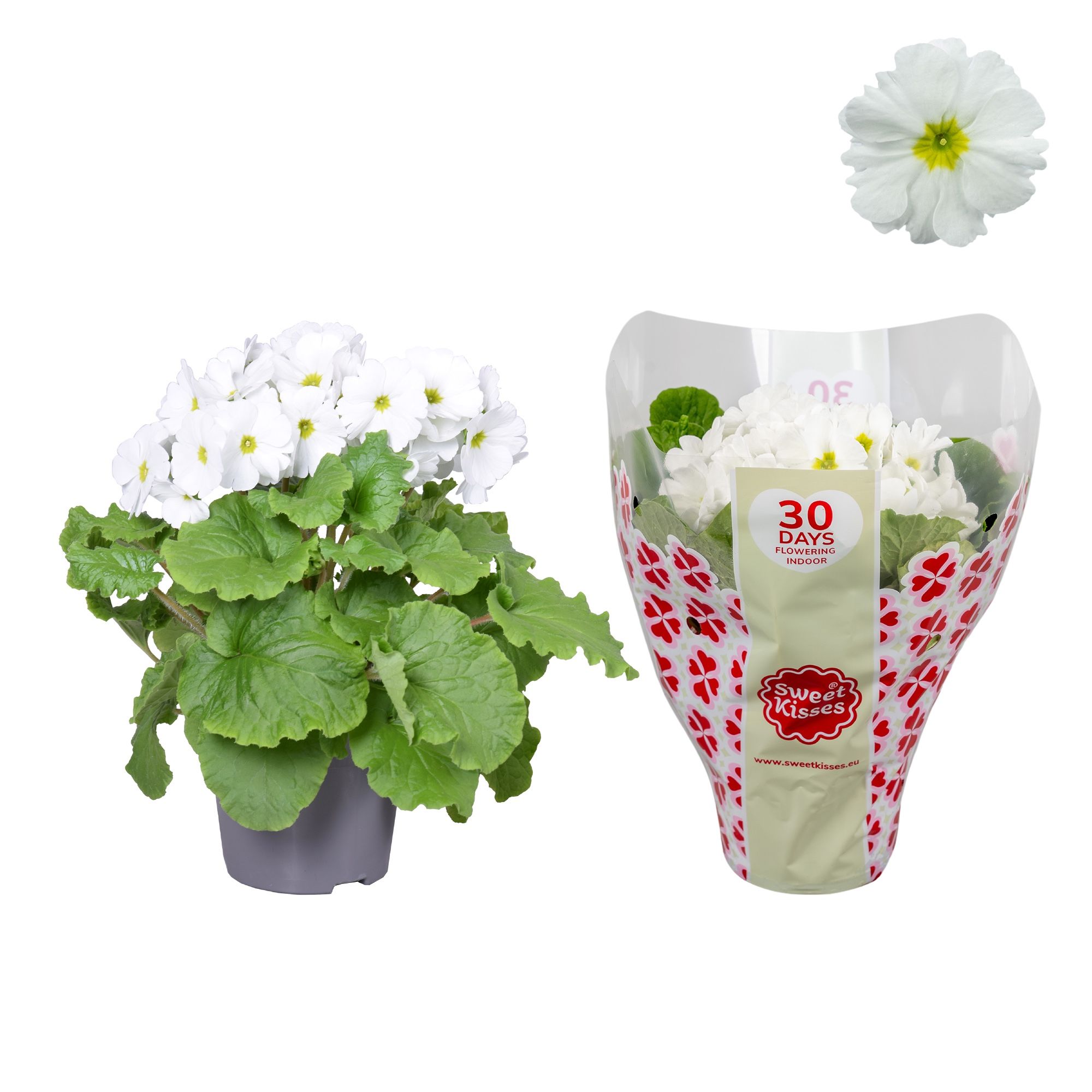 Primula Sweet Kisses Wit, D 12
