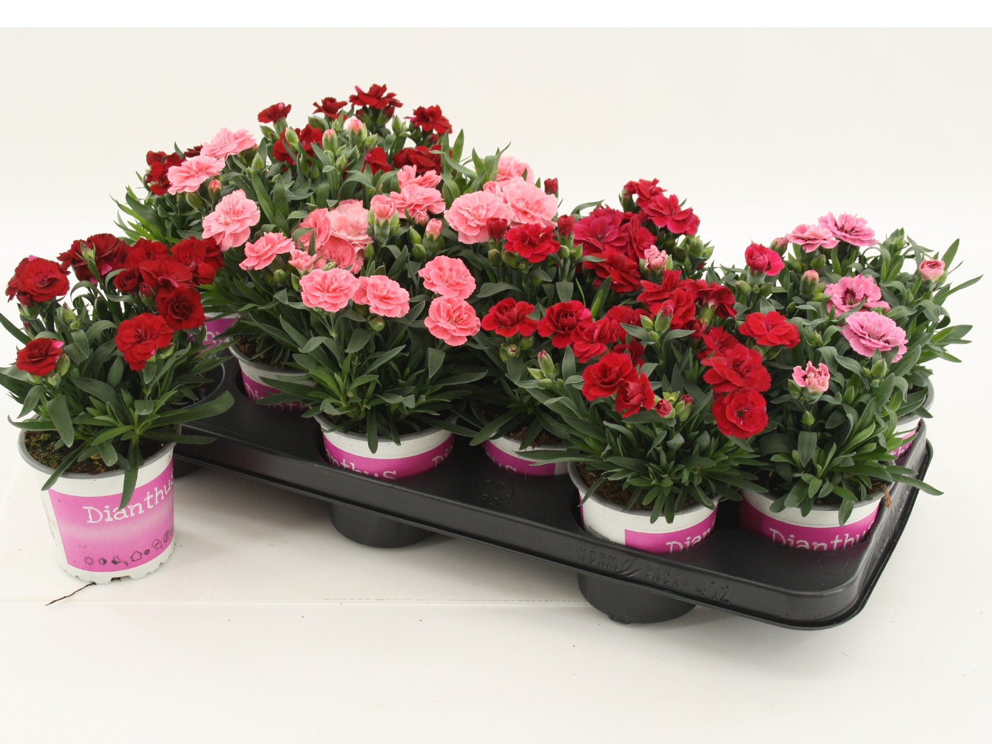 Dianthus Mixtray, D 10,5