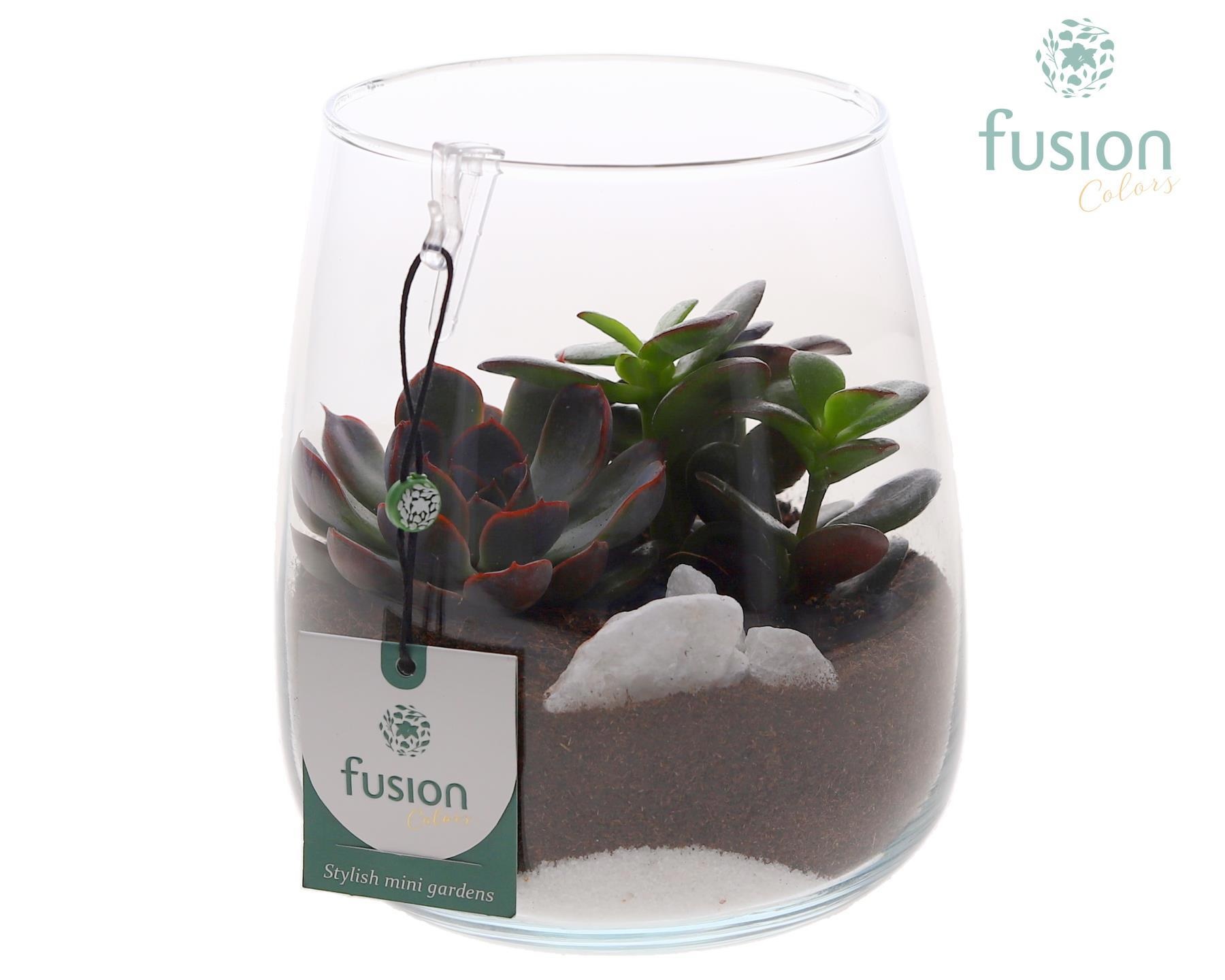 Glazen windlicht Alzada met succulenten, D 15