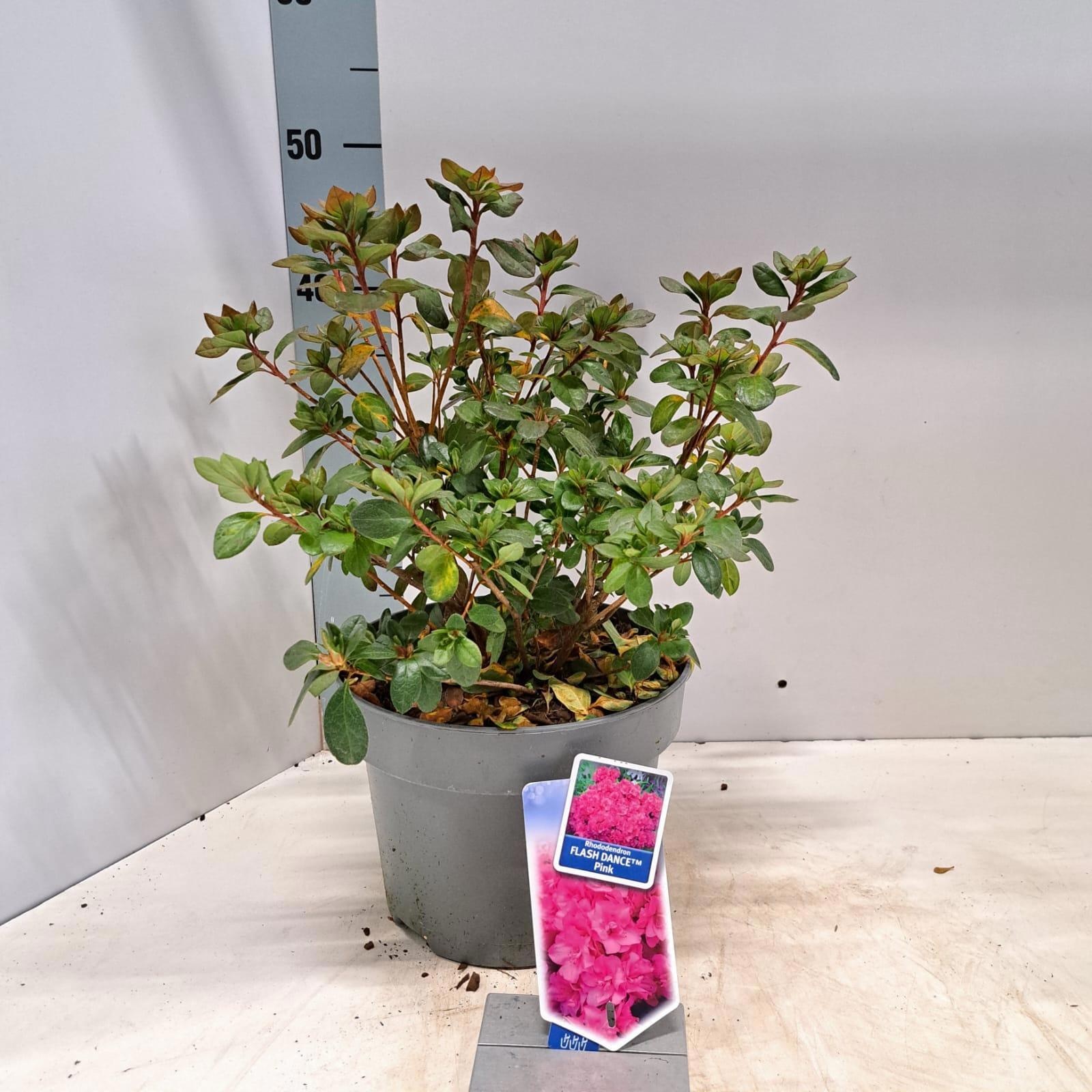 Rhododendron (AJ) FLASH DANCE™ Pink ('Minsam9'PBR), D 23