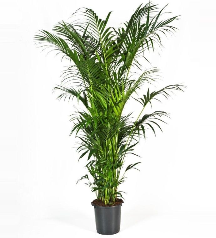 Howea forsteriana 350cm (Kentia), D 40