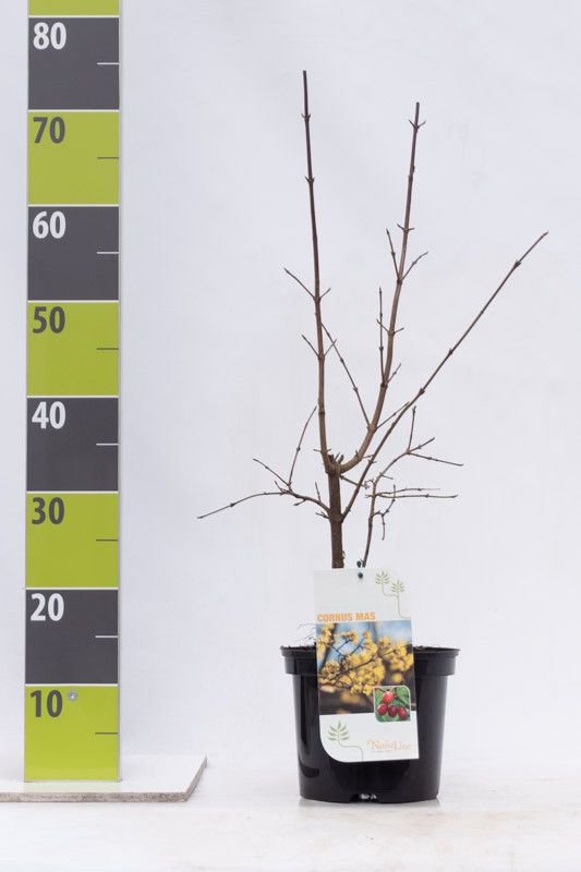 Cornus mas C 3, D 19