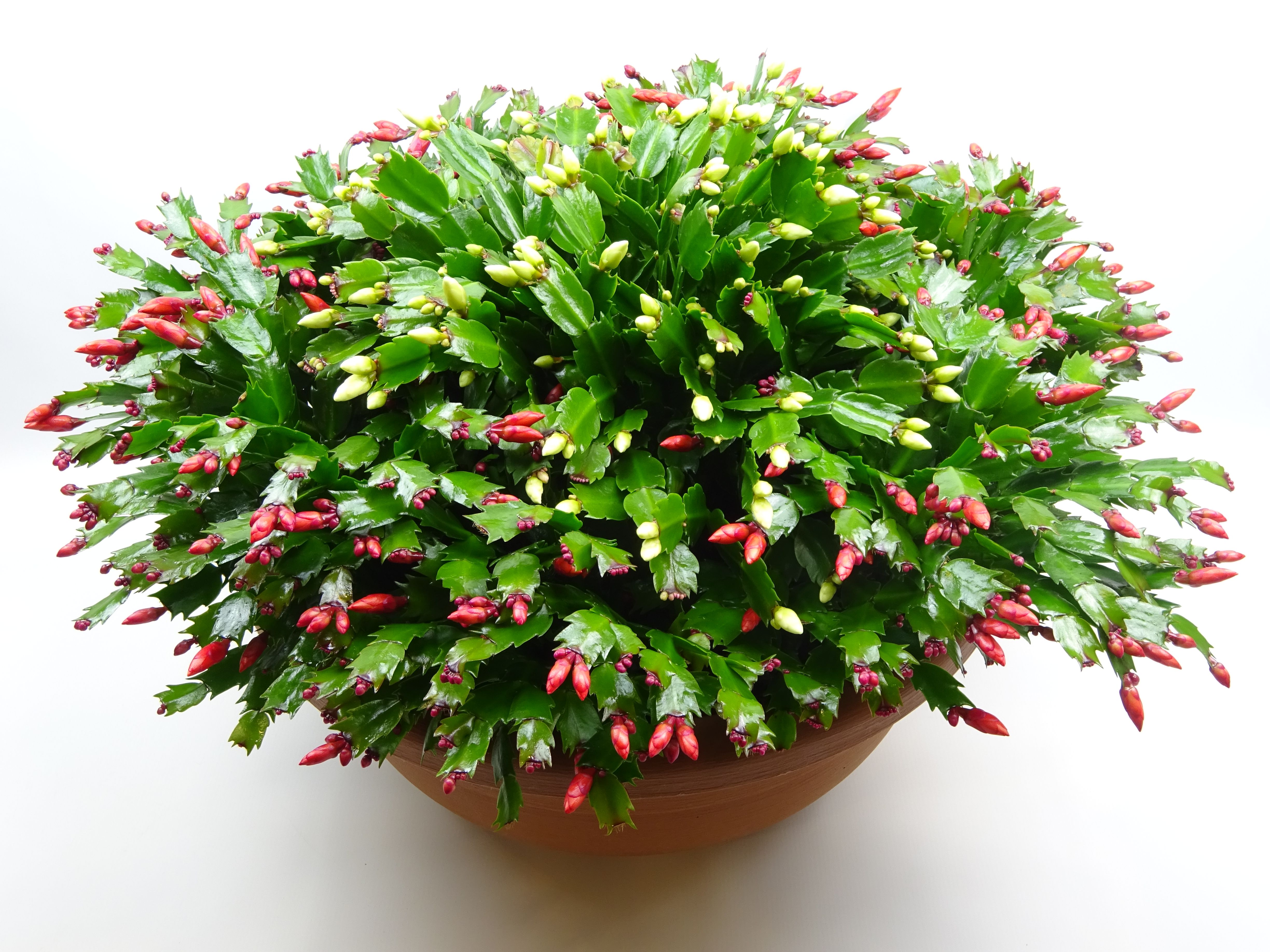 Schlumbergera rood- wit schaal 45cm, D 45