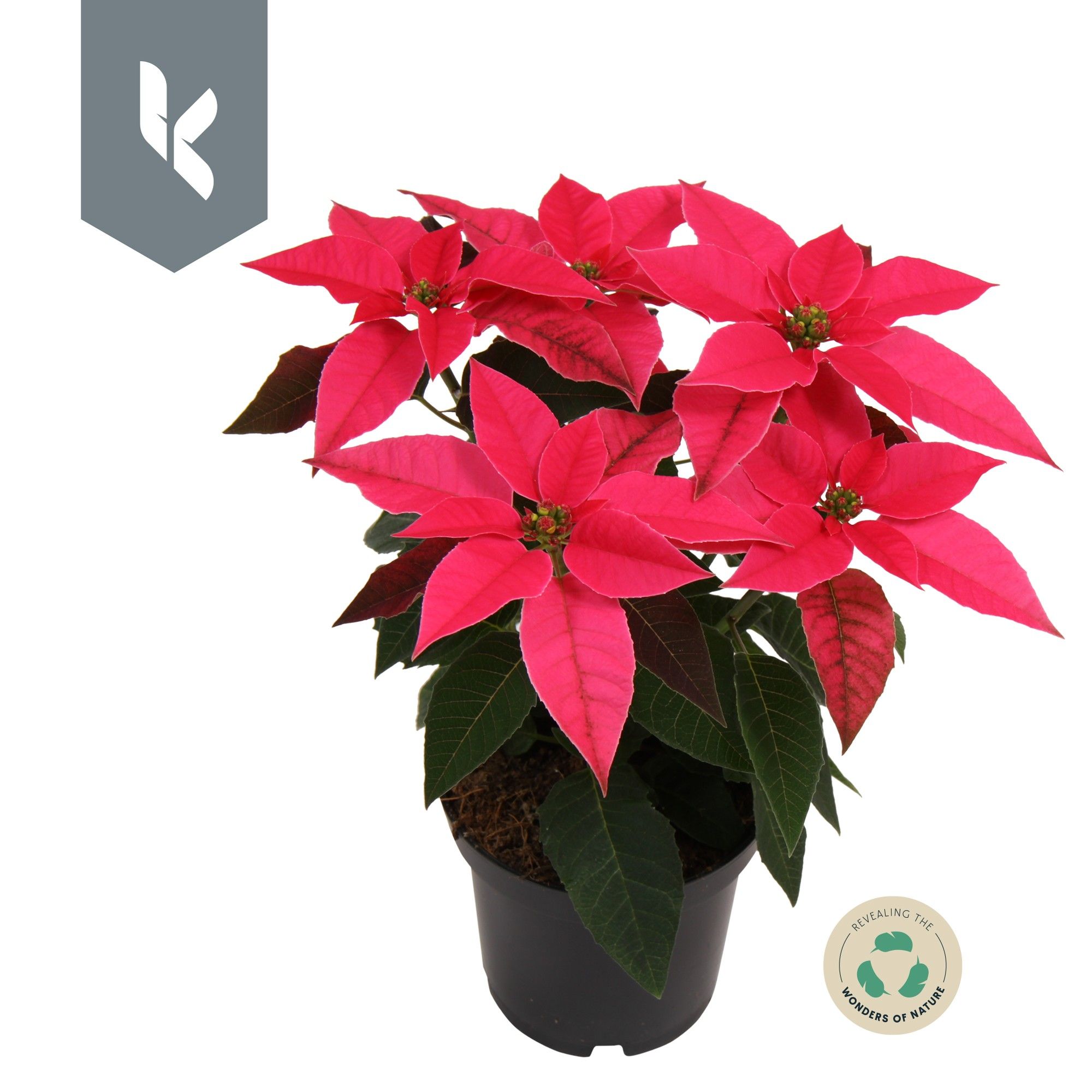 Princettia Dark Pink, D 10,5 cm