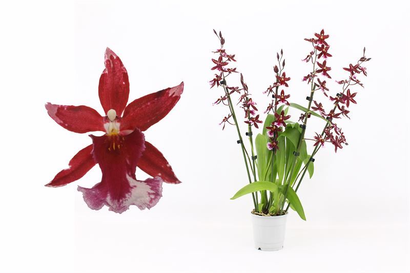 Barrocco Red 5-6T60+ long, D 12