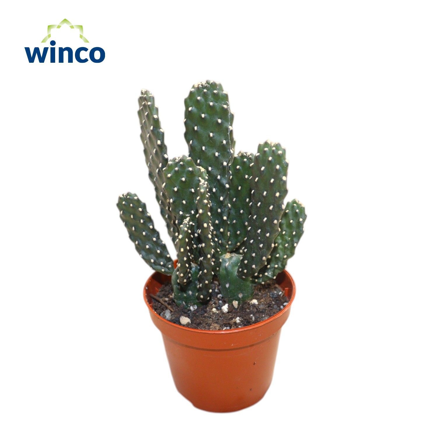 Opuntia Consolea Rubescends, D 8,5 cm