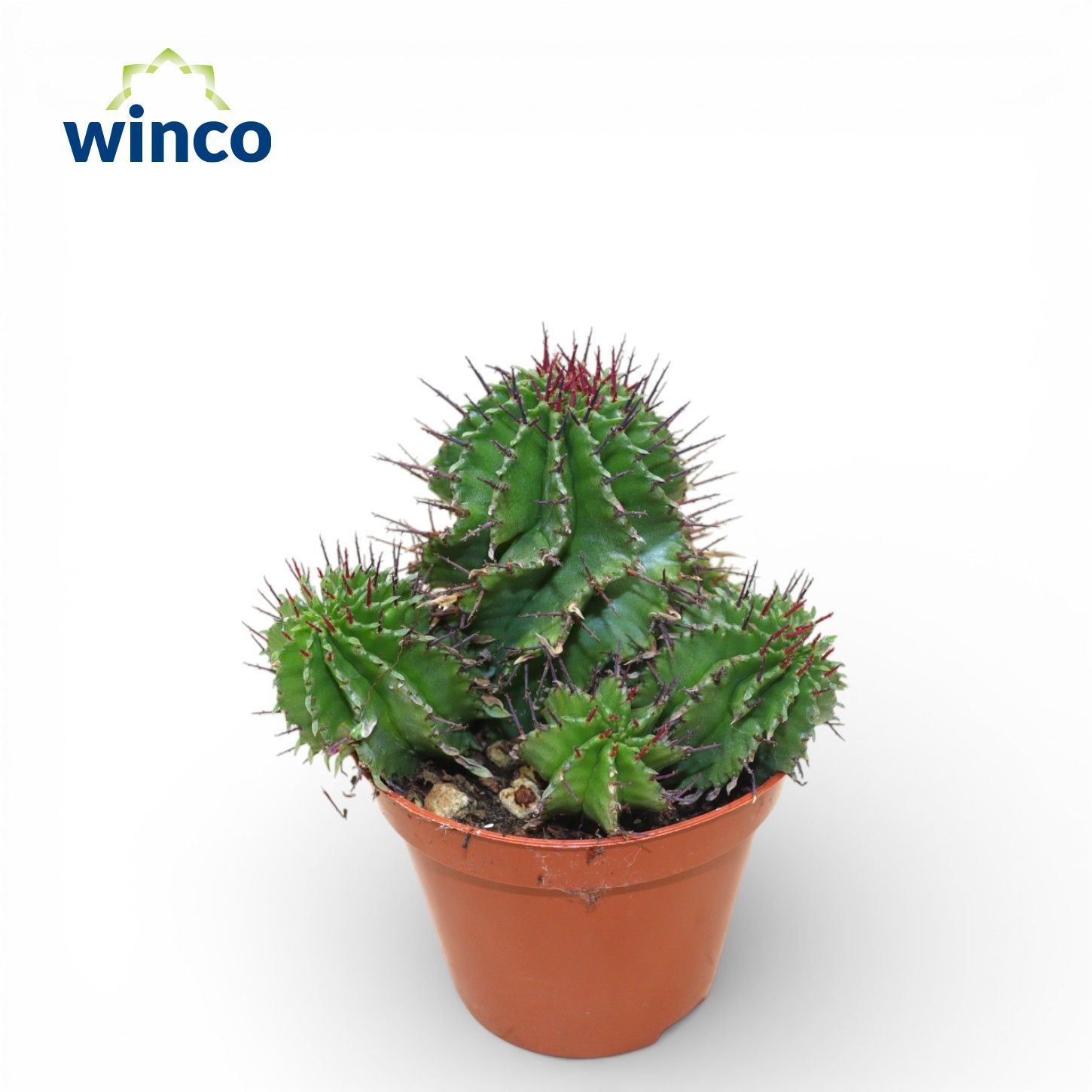 Euphorbia Horrida, D 8,5