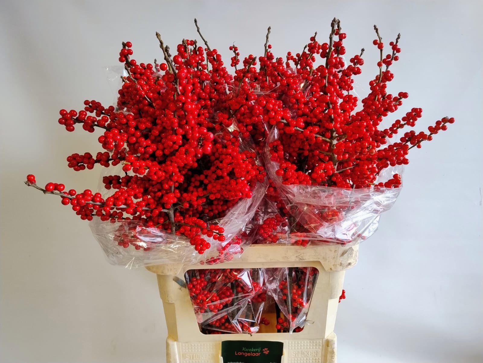 Илекс Красные ягоды 90, шт.