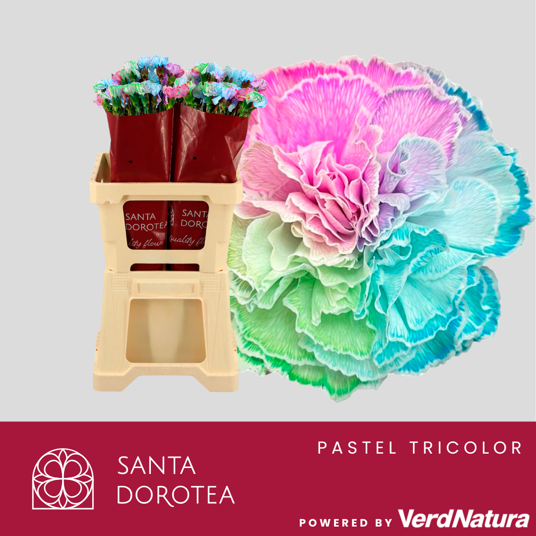 Диантус од. Овериг Крашеный (краш. ), шт.