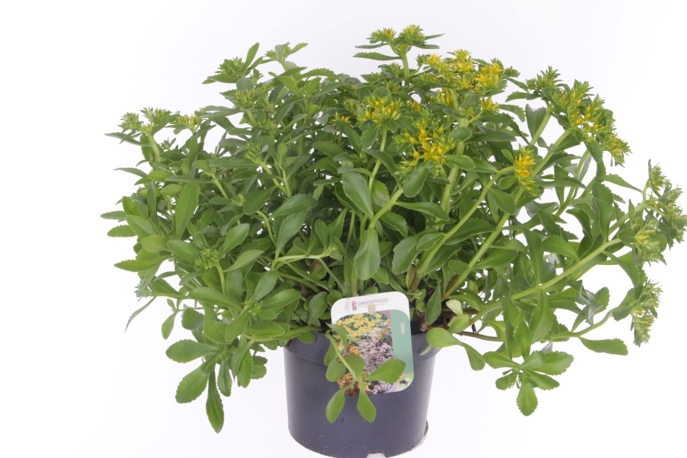 Sedum kamtschaticum The Edge, D 17