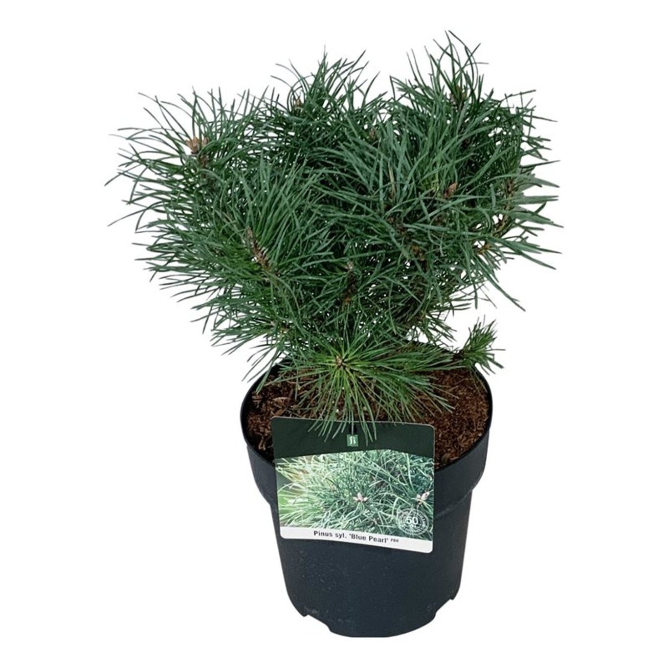 Pinus sylv. 'Blue Pearl' ®, D 21