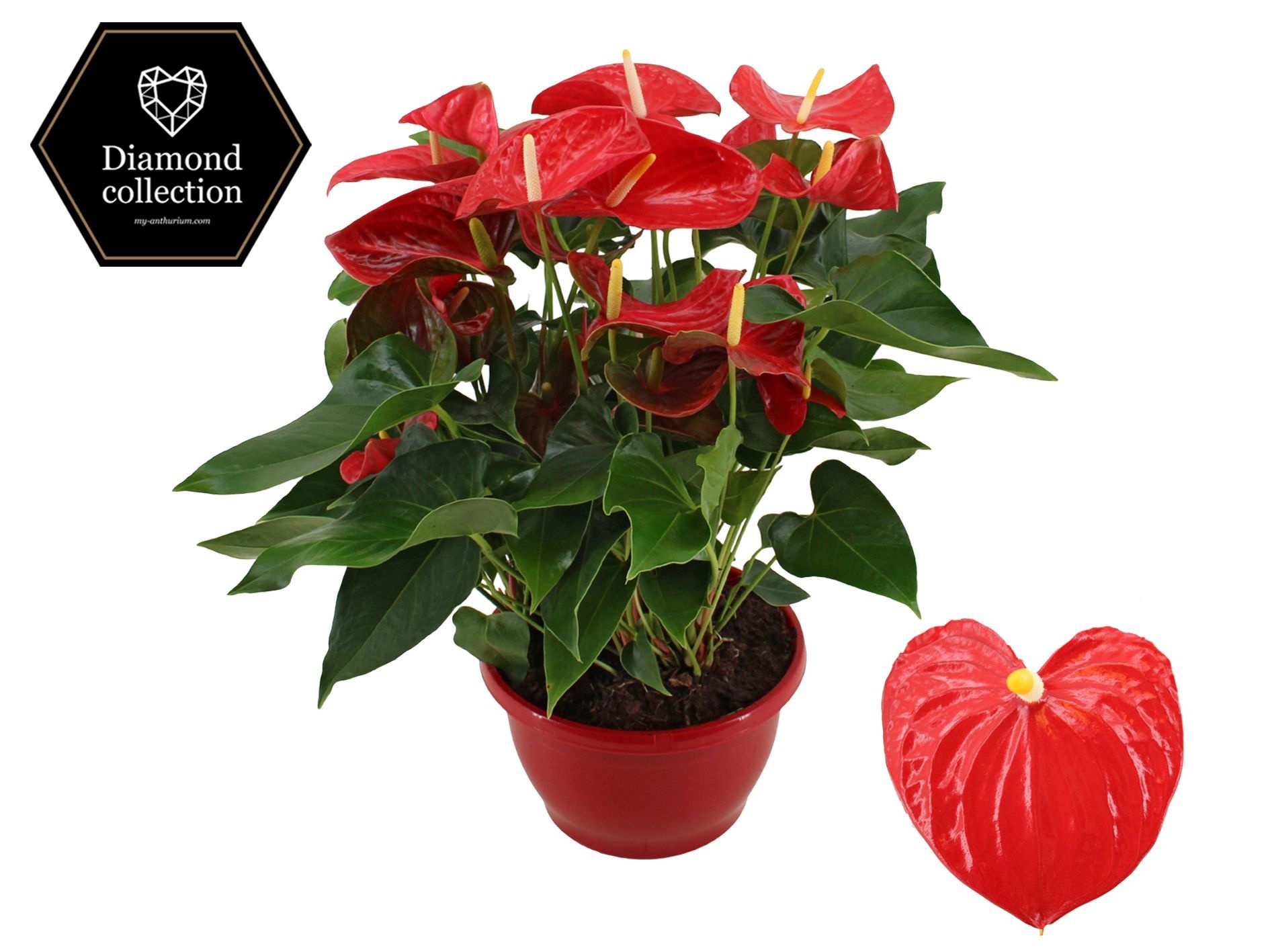 Anthurium 25 cm Esudo in Marly plastic scale, D 25