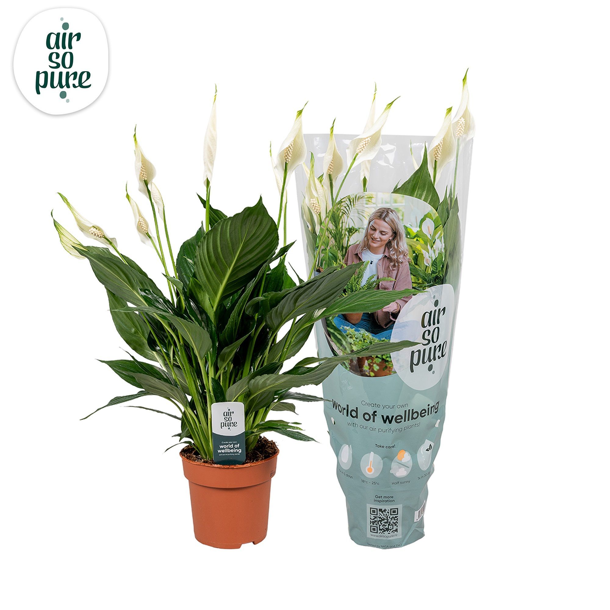 Spathiphyllum Pico Cupido - 13cm | Air So pure, D 13 cm