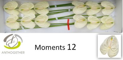 Антуриум Моментс x12, шт.