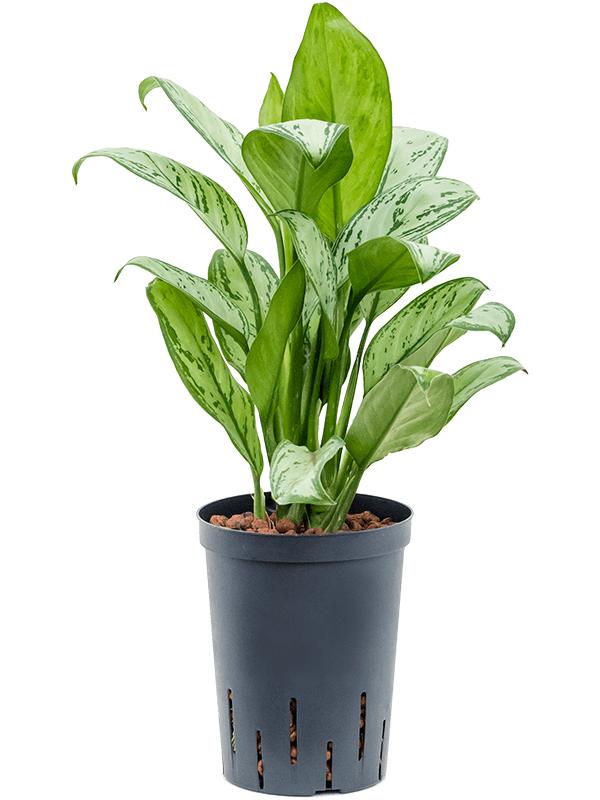 Aglaonema 'Christina', D 15