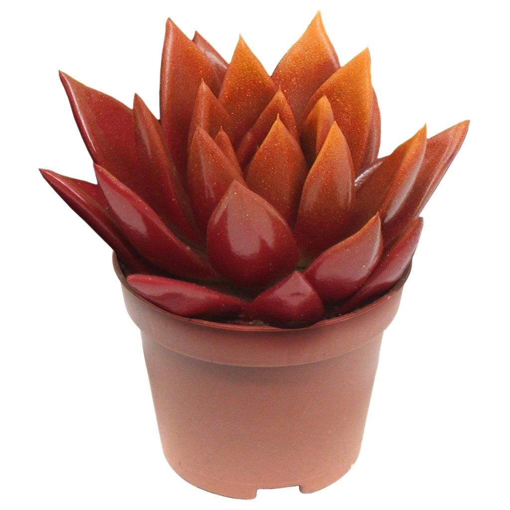 Miranda bicoloured red/orange, D 6