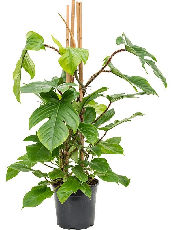 Philodendron squamiferum, D 27 cm