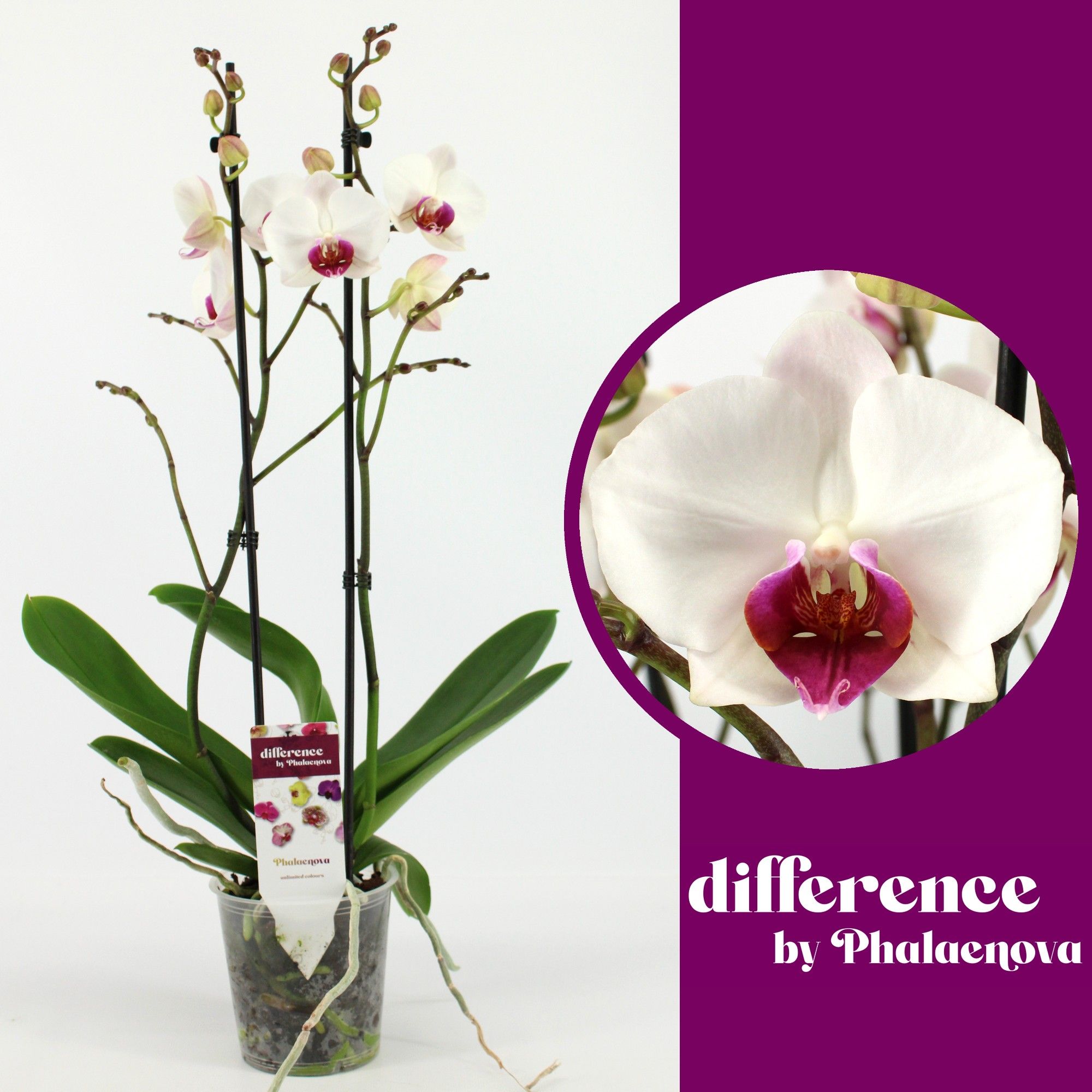 Red Lip 2-tak 70cm (GROEN), D 12