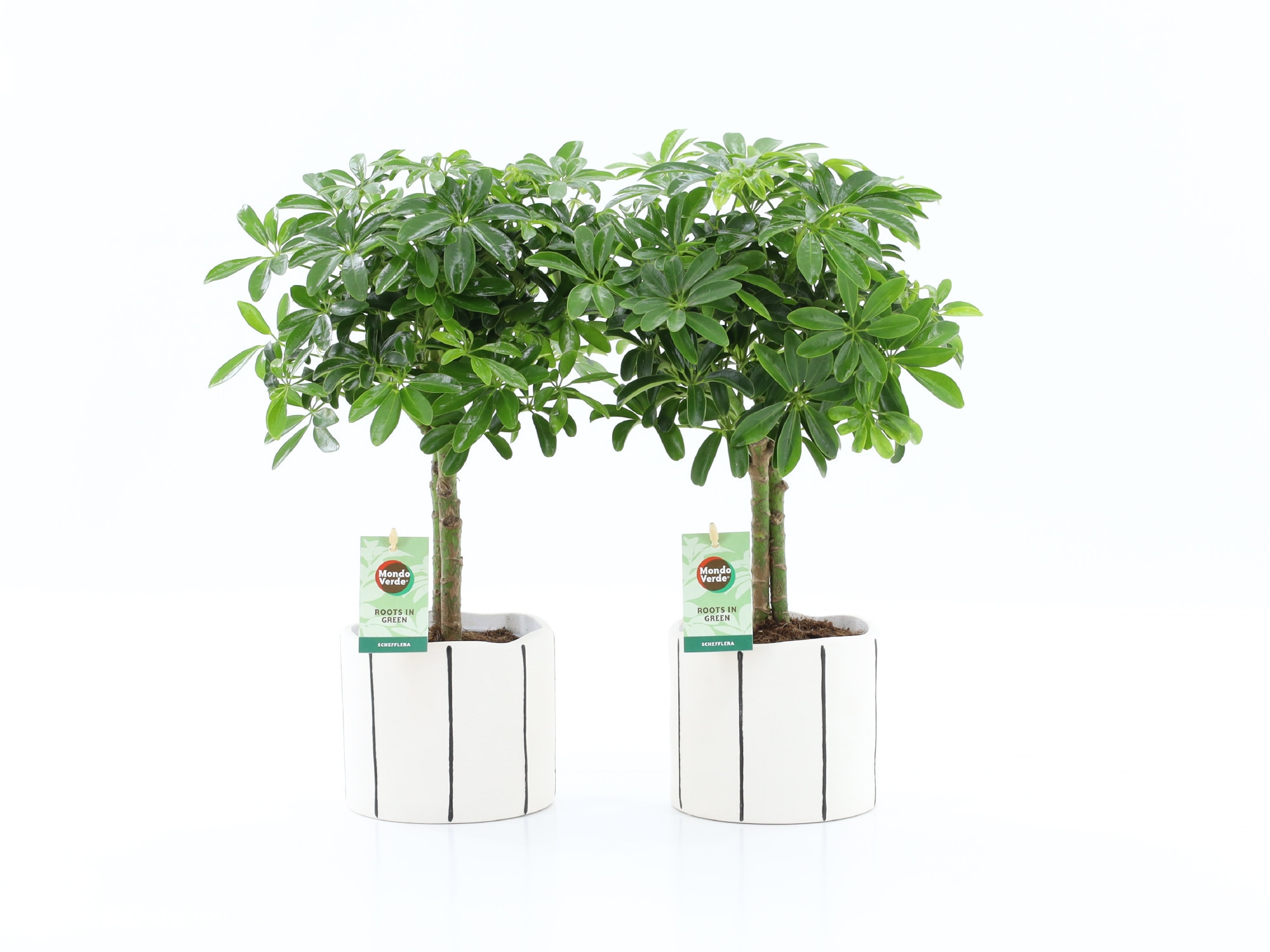 Schefflera Luseana in Banksy keramiek, D 13 cm