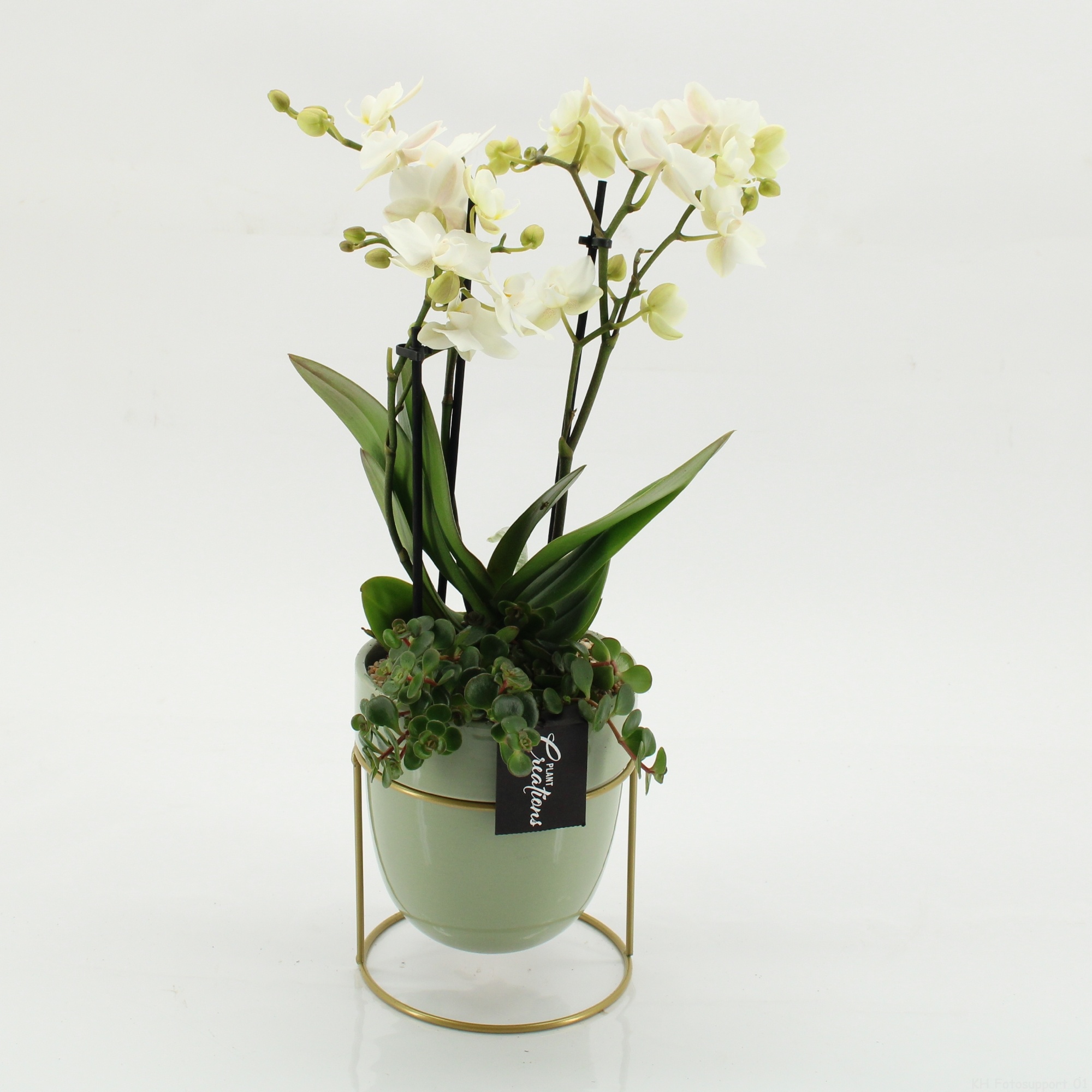 PHAL-2615W Phalaenopsis creatie, D 13