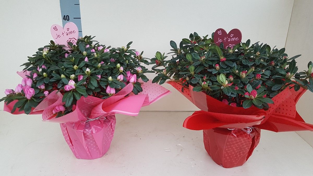 AZALEA VALENTIJN RONDEL 35 CM, D 15