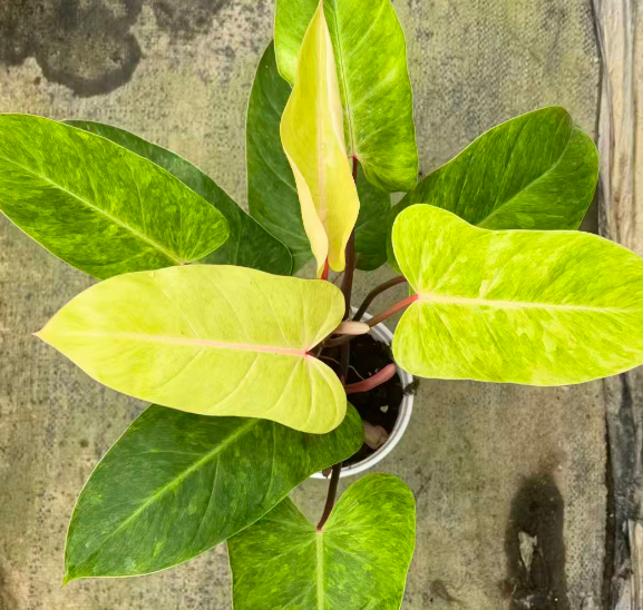 Филодендрон Ред Поле Оил Паинтинг Ладй 16 45