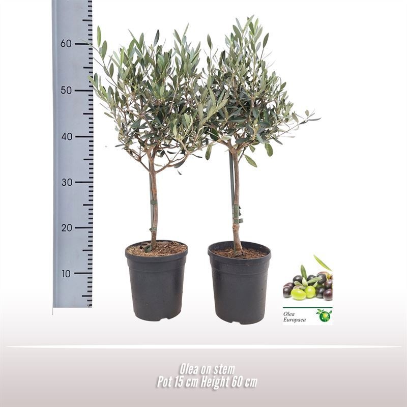Olea op stam, D 15 cm
