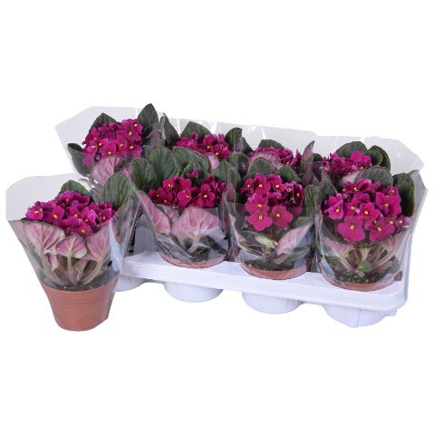 Saintpaulia Rood Blanco hoes x8, D 12