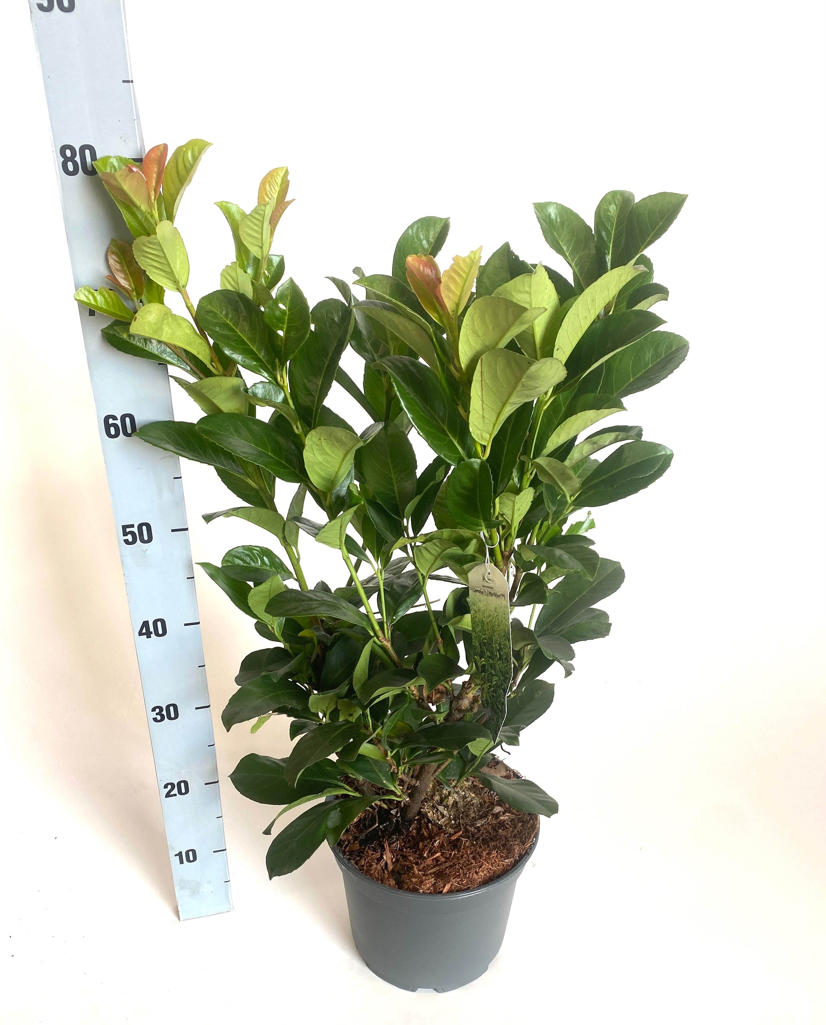 Prunus laurco. Etna, D 23