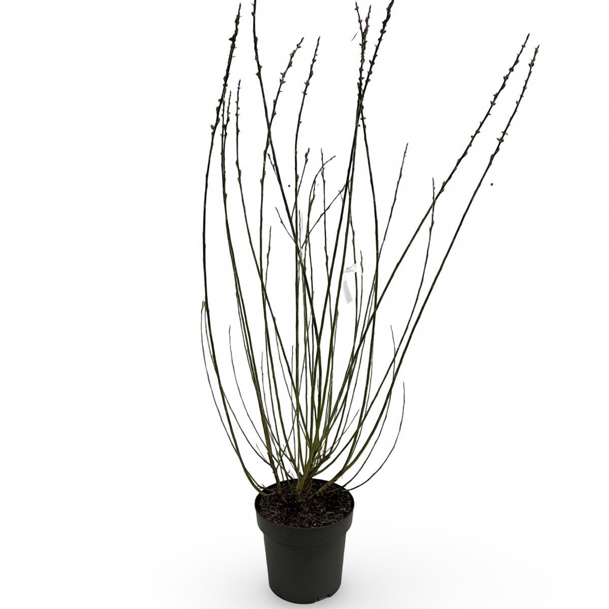 Salix gracilistyla 'Mt. Aso', D 31