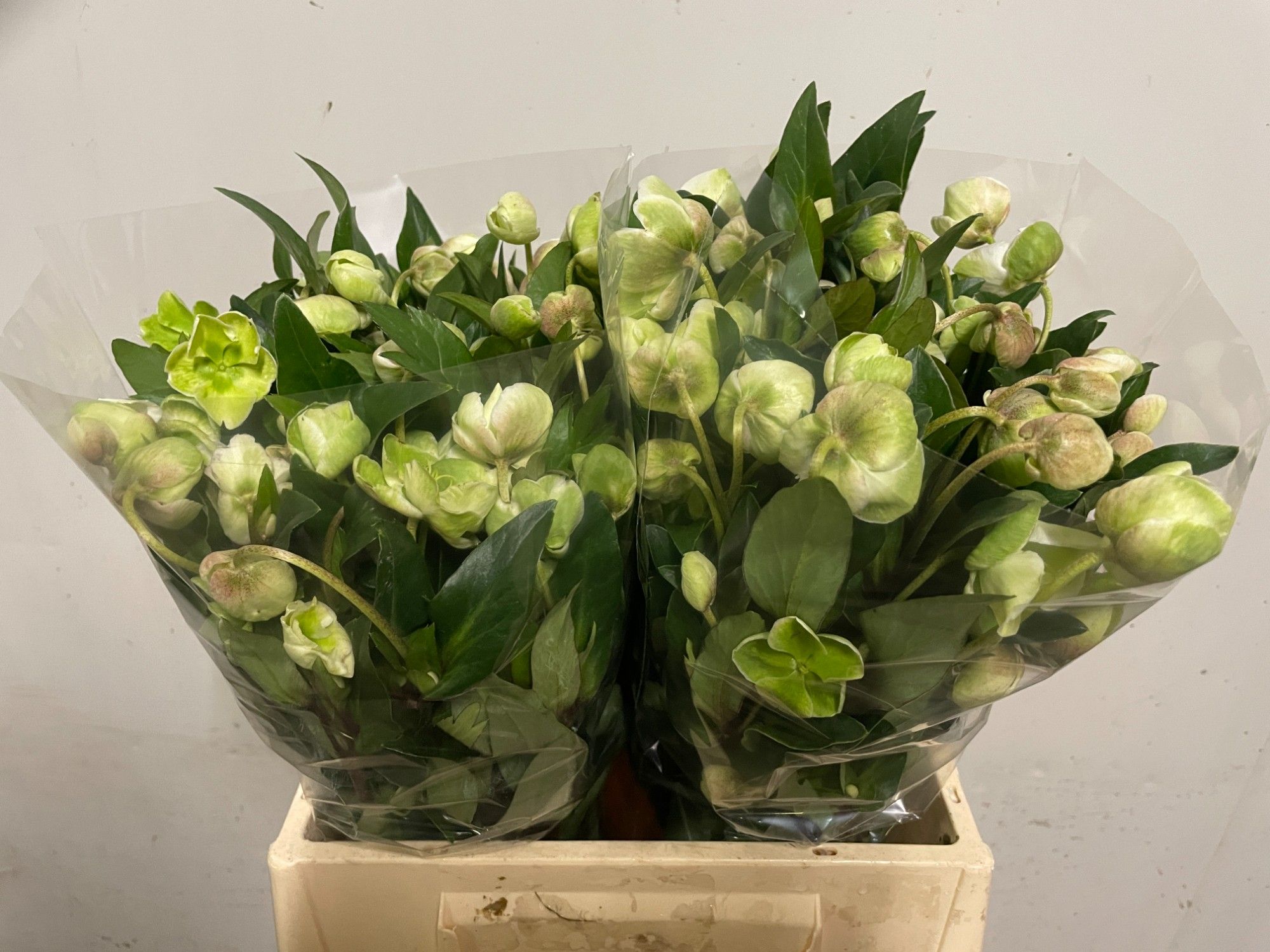 Хелеборус од. Магнификант Бэллс 40 (зел.), шт.