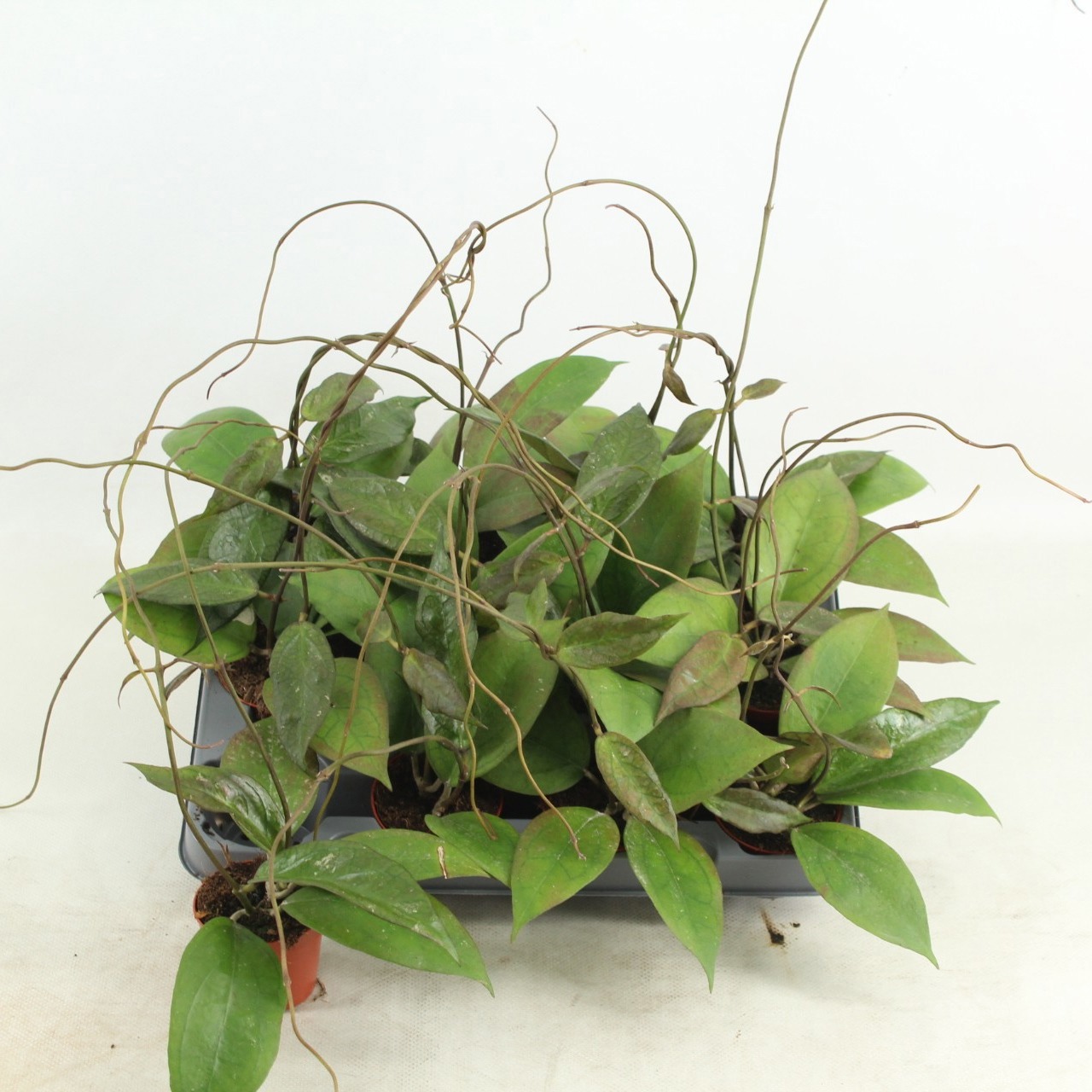 Hoya Tequila sunrise, D 6