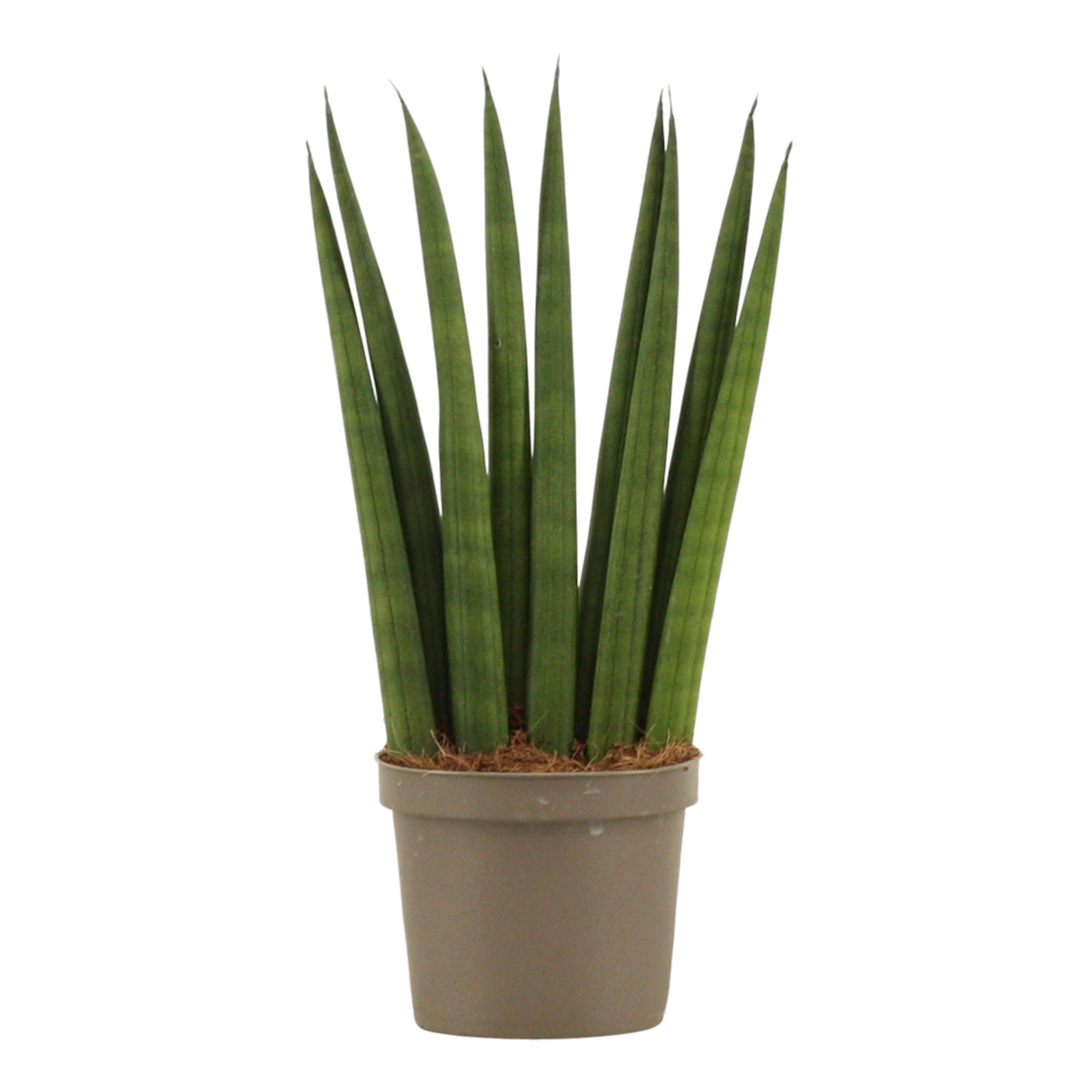 Sansevieria Cylindrica 9 cm Fan, D 9