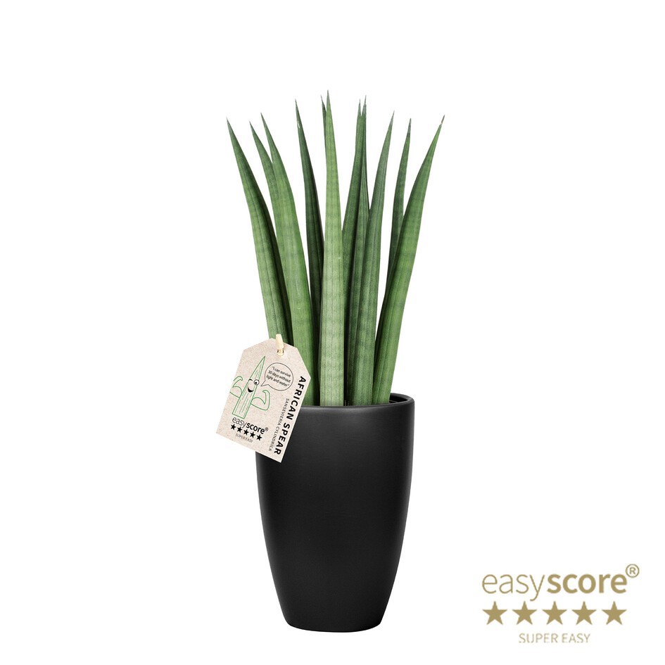 SANSEVIERIA CYLINDRICA 41131711 Classic Black Straigh, D 12