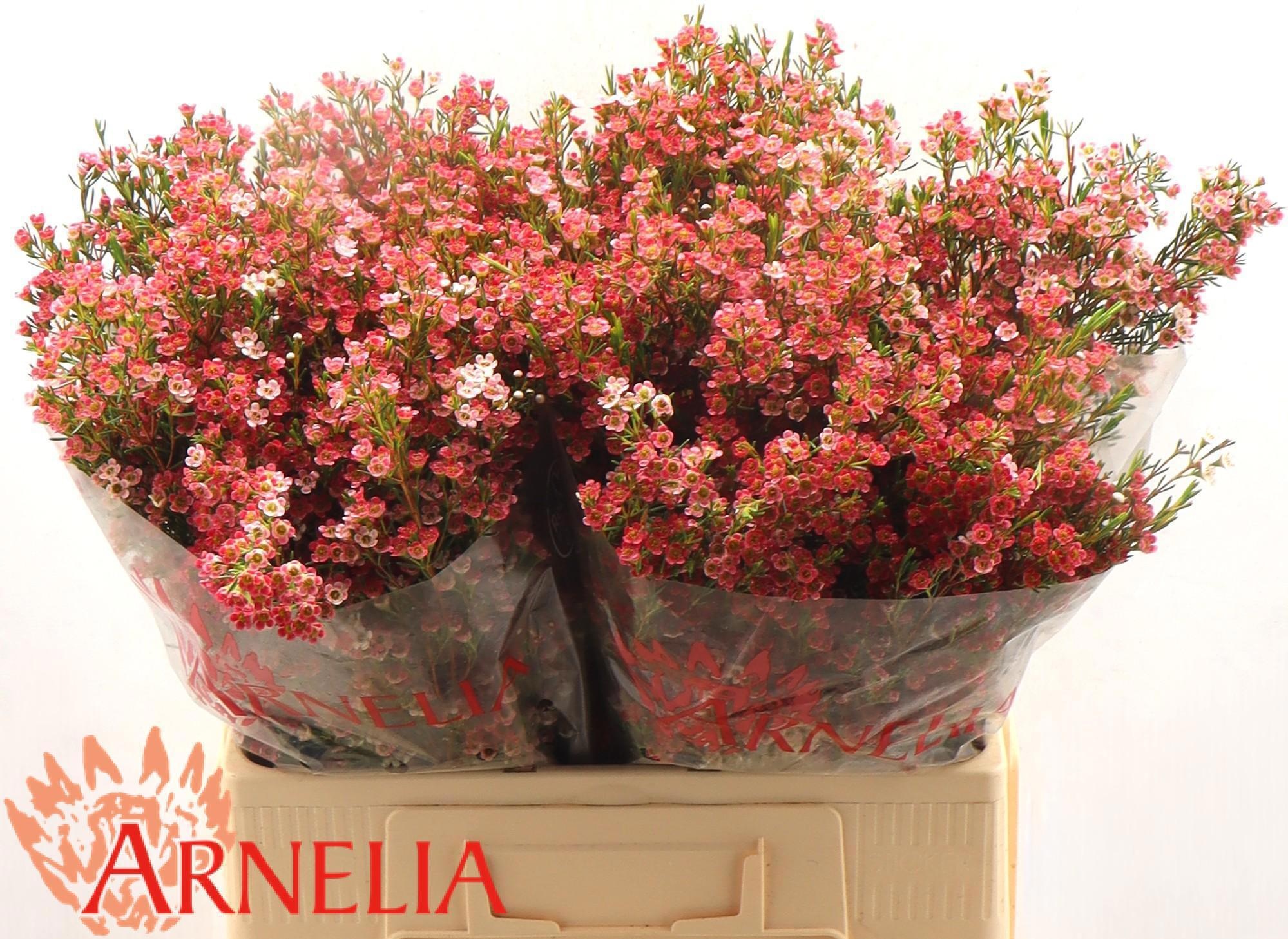 Шамелациум Май Свит Сикстин 60, шт.