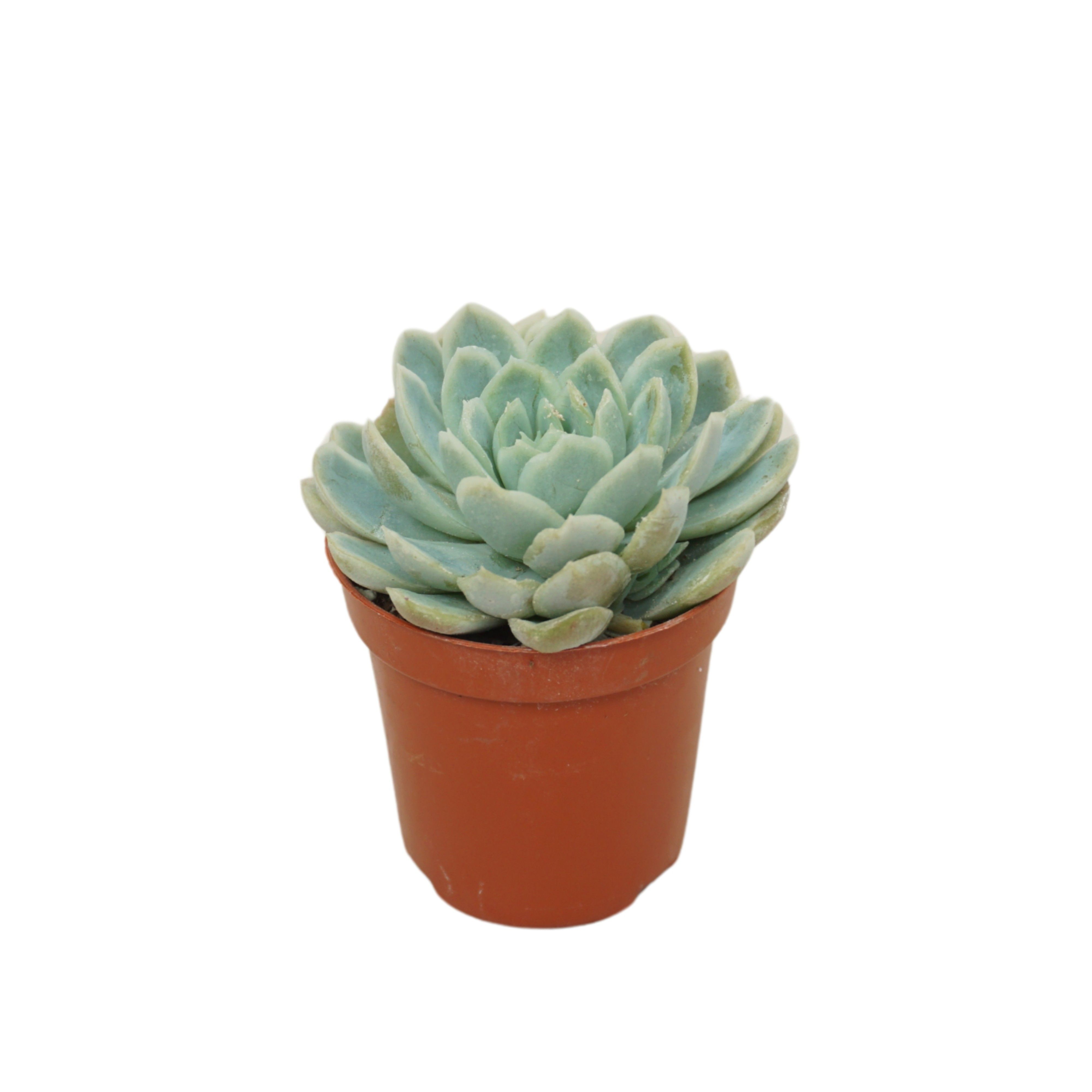 Echeveria elegans 5,5 cm, D 5,5