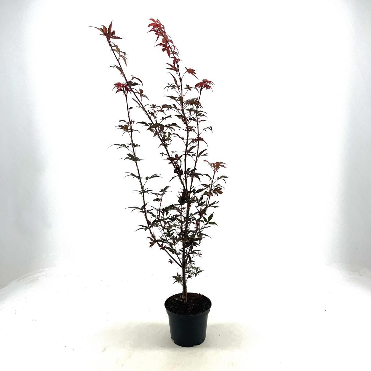 Acer pal. 'Skeeter's Broom', D 17 cm