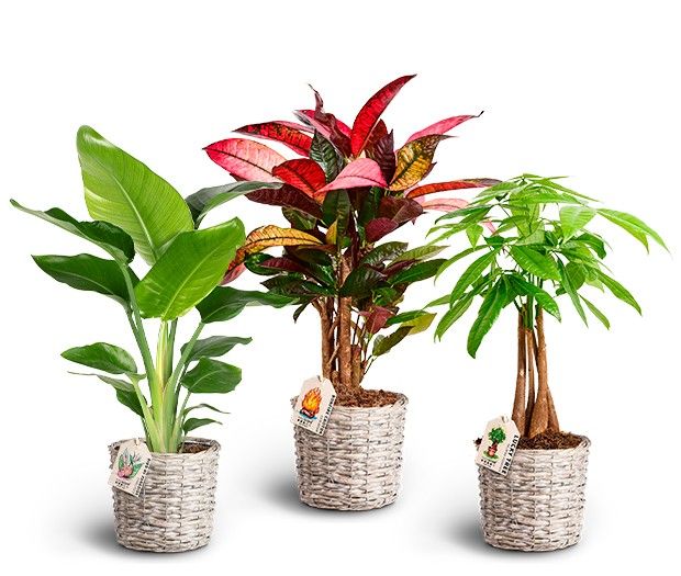 Green Mix in Basket, D 17