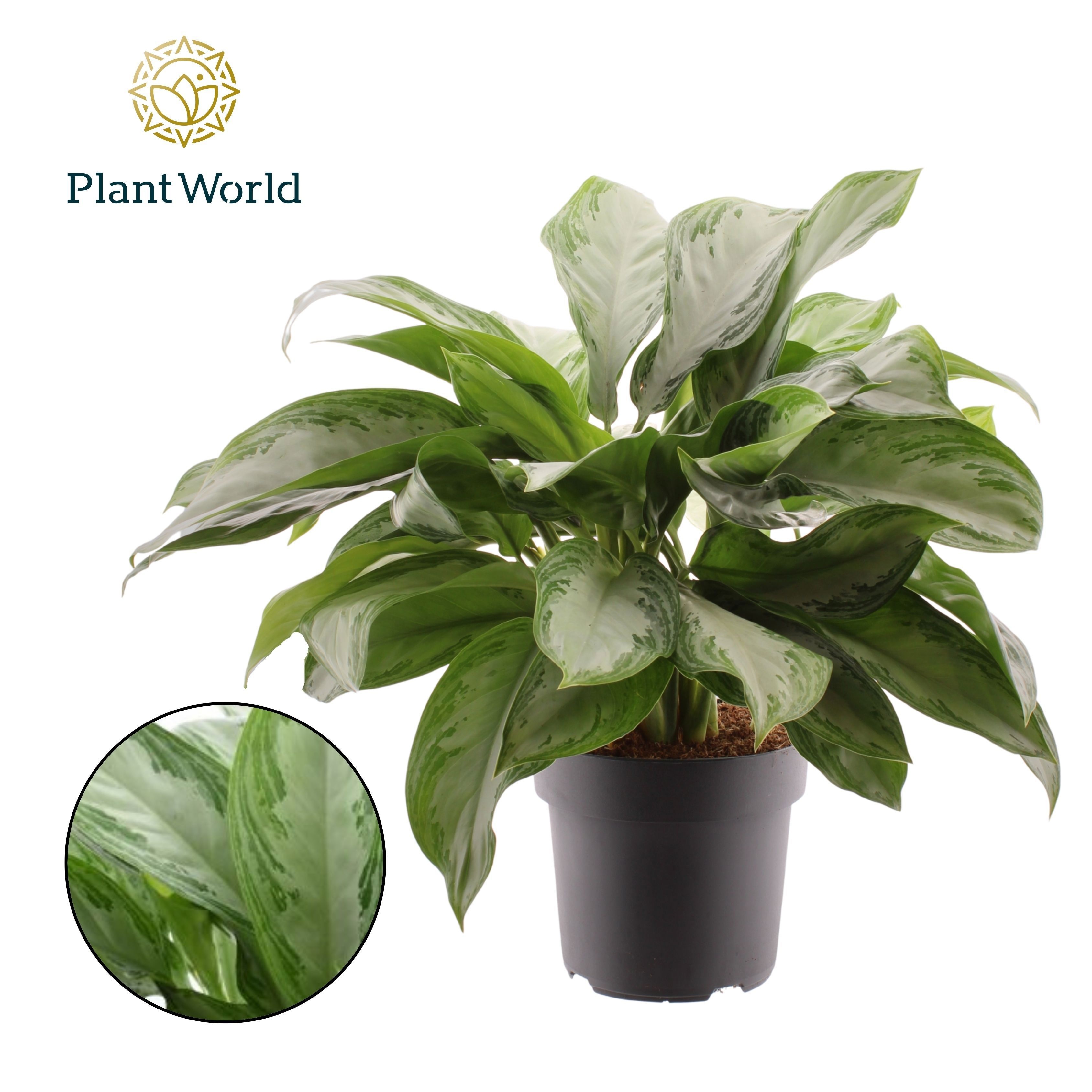 Aglaonema Silver Bay, D 21
